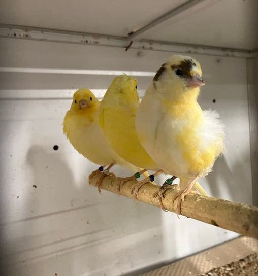 Kanaries van 2026, Dieren en Toebehoren, Vogels | Kanaries, Meerdere dieren, Kleurkanarie