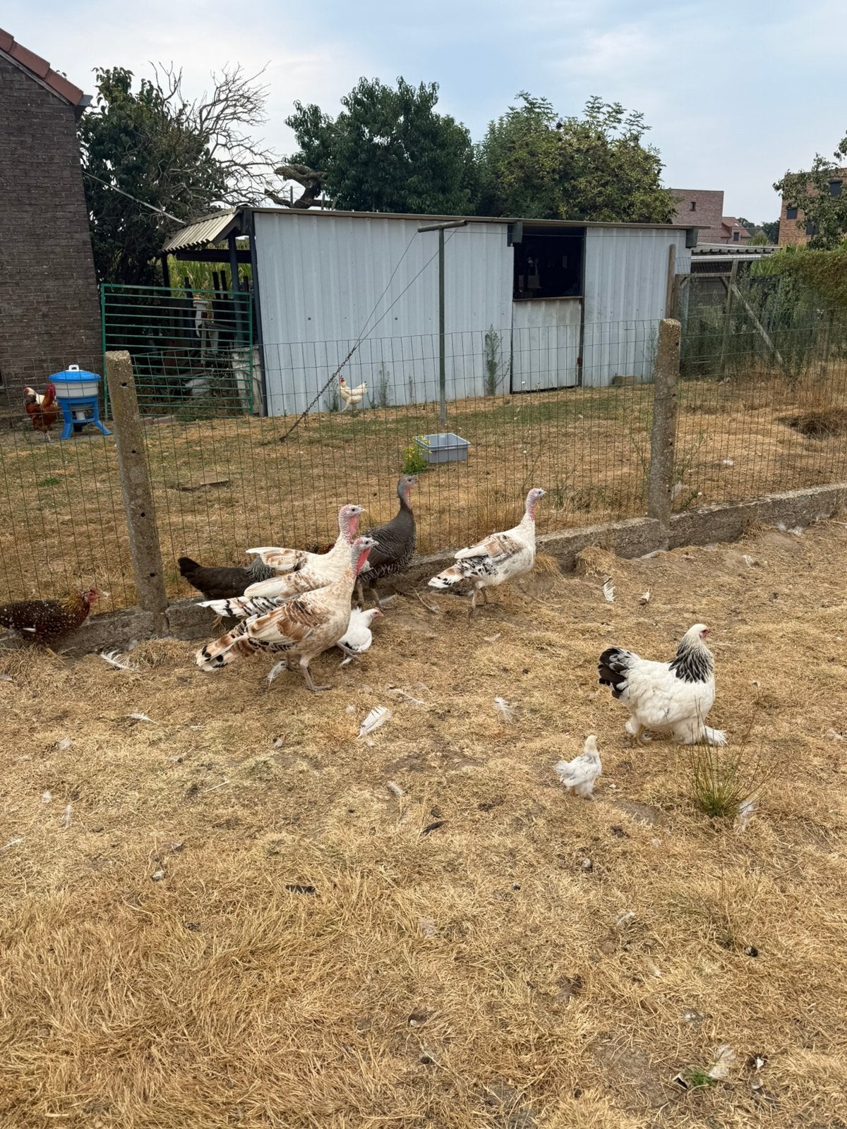 Kalkoenen en kippen te koop, Dieren en Toebehoren, Pluimvee, Meerdere dieren, Kalkoen