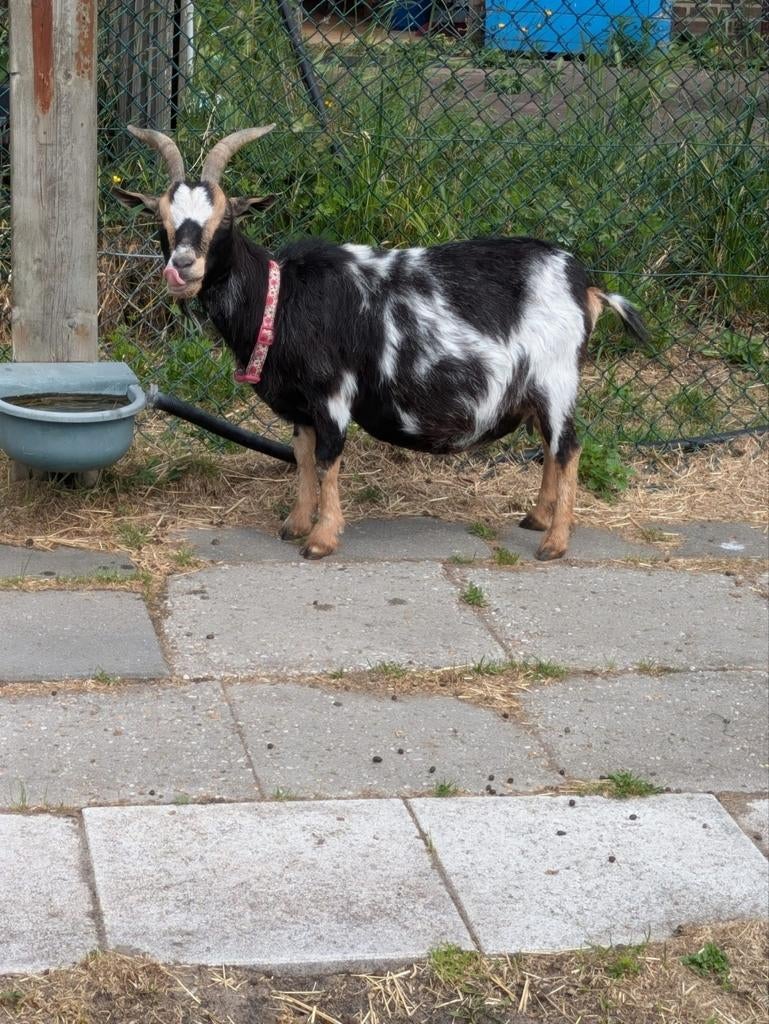 Oudere dwerggeit, Dieren en Toebehoren, Schapen, Geiten en Varkens, Vrouwelijk, Geit