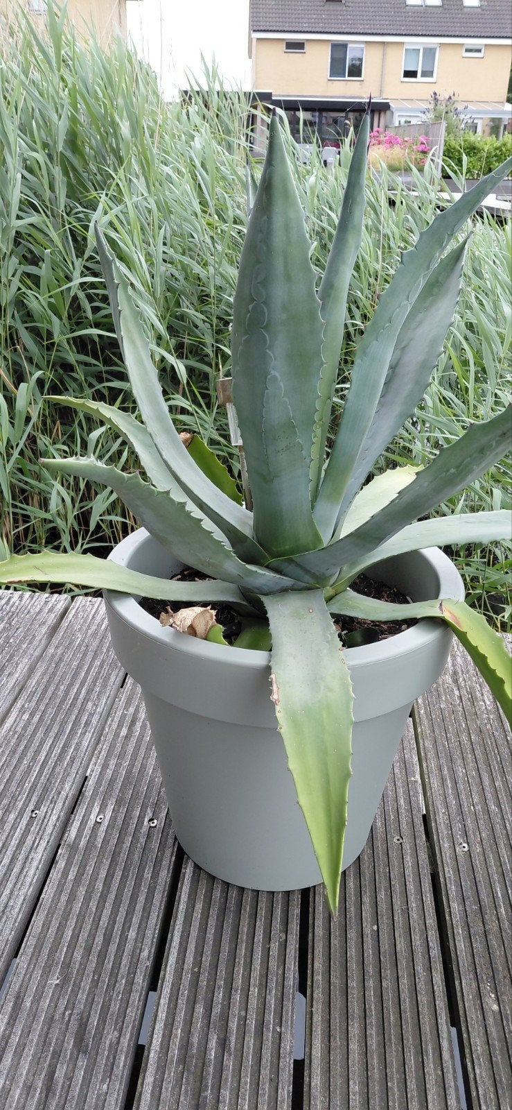 Grote tropische vetplant Agave Americana 80x80 cm.in pot, Tuin en Terras, Ophalen, Bloeit niet, Overige soorten, Volle zon