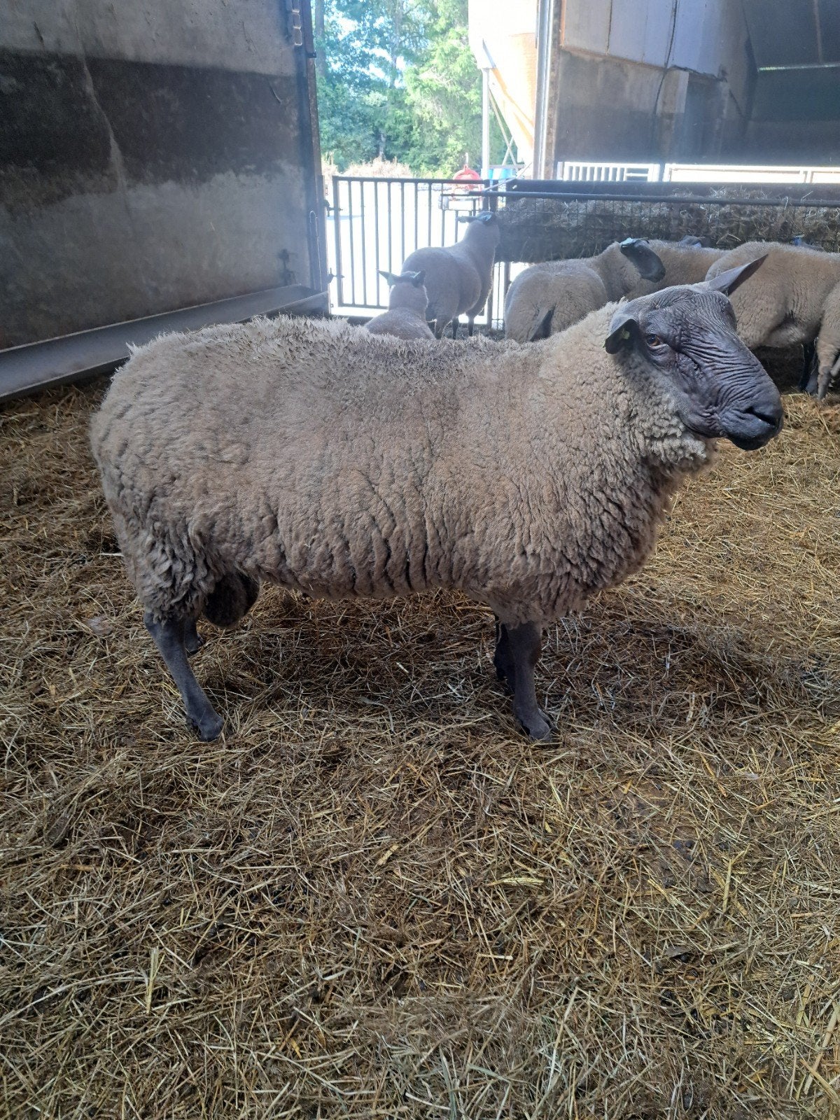 bleu du maine ram, Mannelijk, Schaap