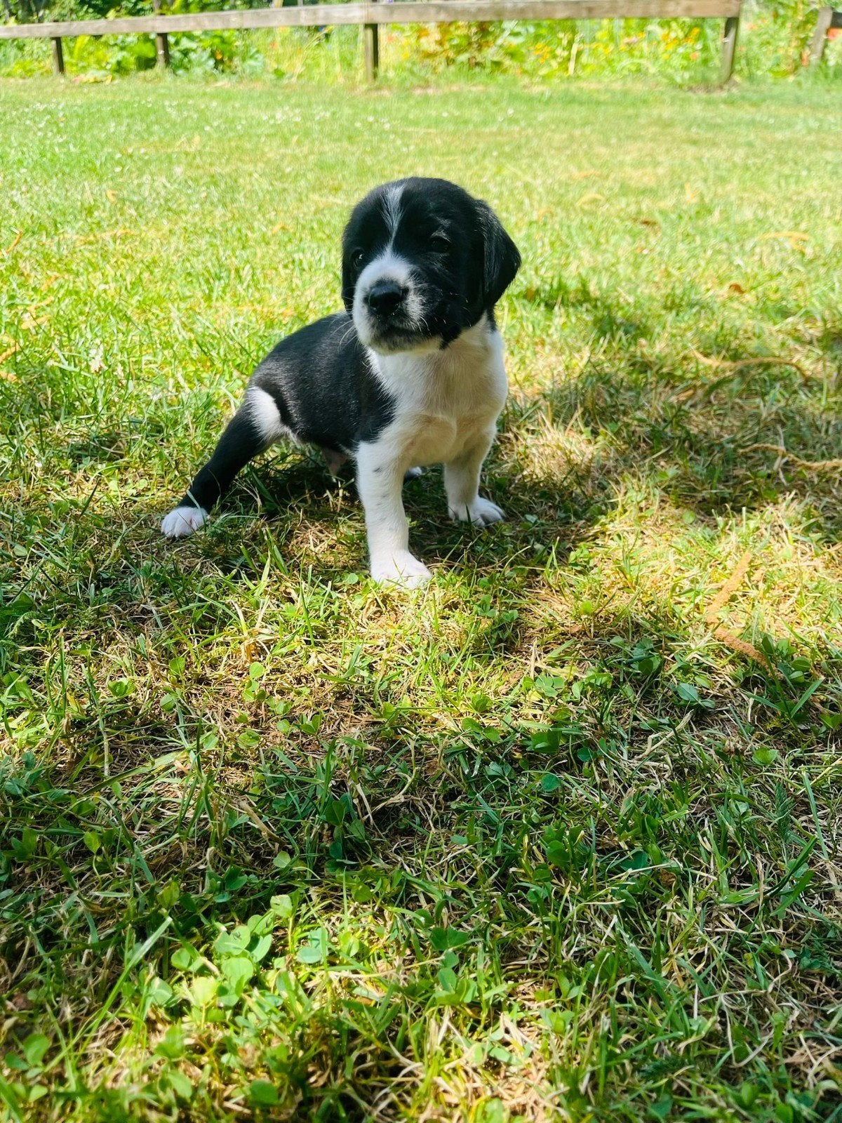 Puppy's Friese stabij, 8 tot 15 weken, Meerdere, Meerdere dieren, Middel