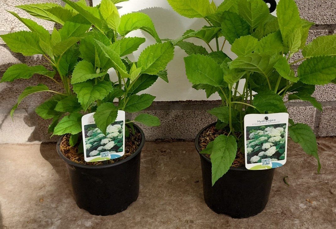 Hortensia Annabelle en Strong Annabelle Hydrangea wit, Ophalen, Vaste plant, Overige soorten, Halfschaduw
