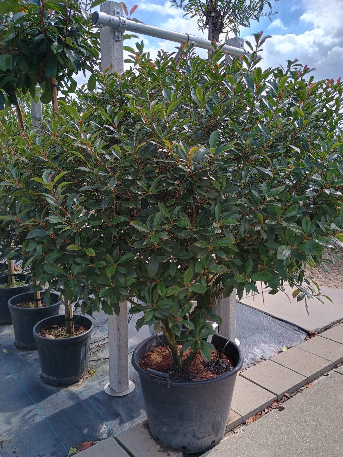 Glansmispel meerstammig - Photinia fraseri 'Red Robin', Volle zon, Vaste plant, Lente, Ophalen