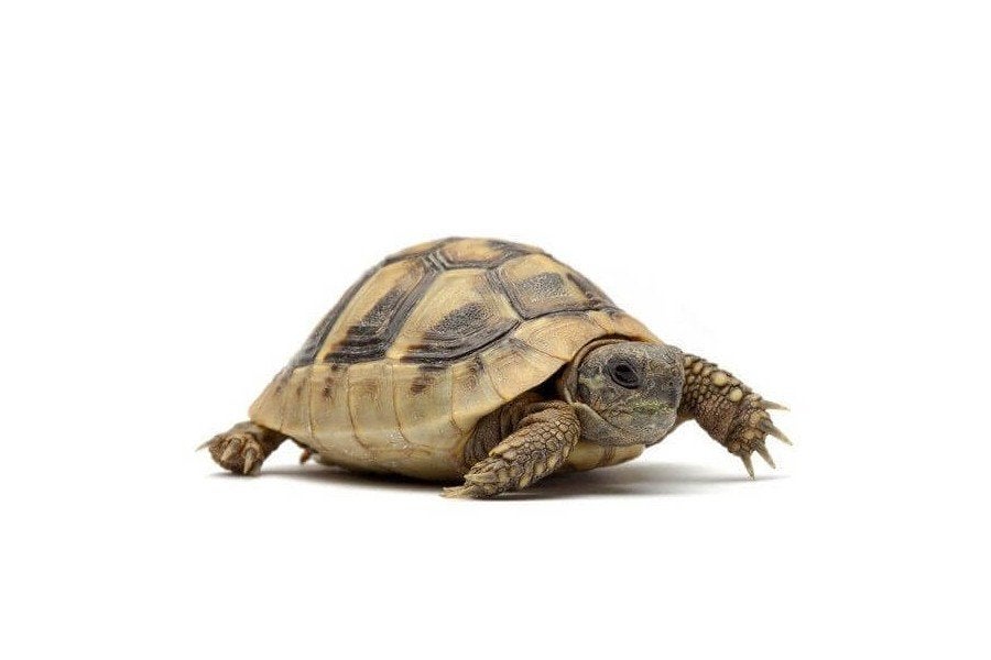 Gezocht: Testudo Hermanni Boettgeri - landschildpad, Dieren en Toebehoren, Schildpad, 0 tot 2 jaar