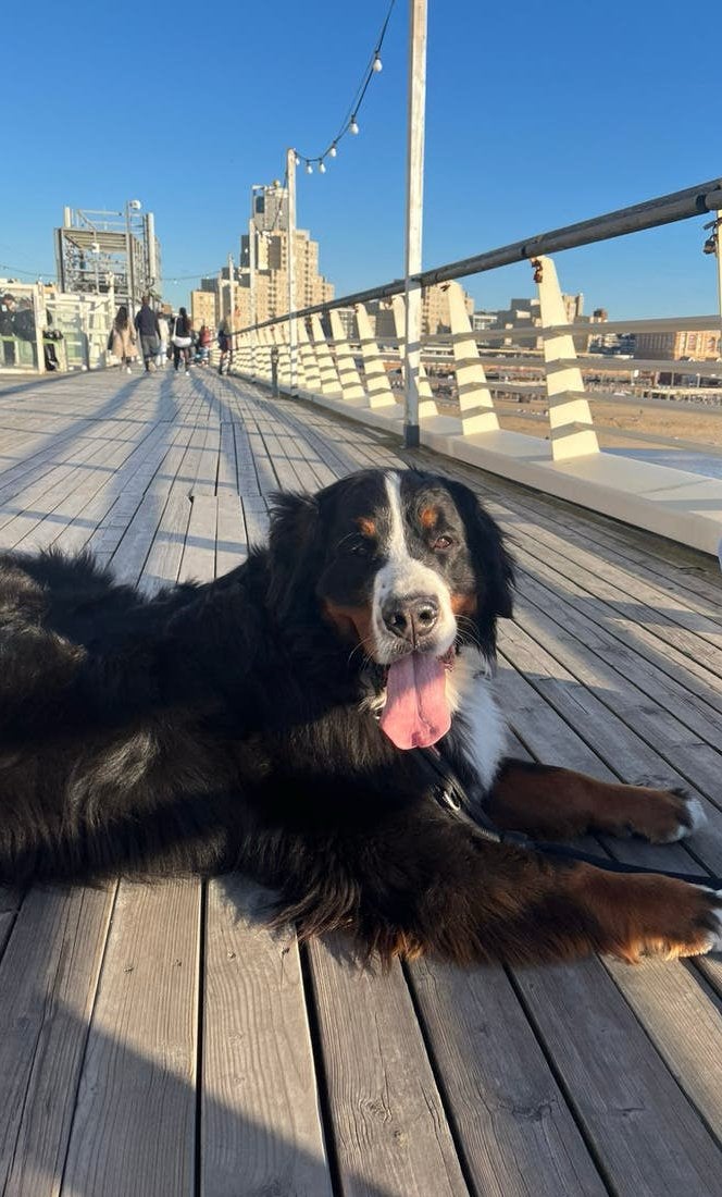 Honden oppas bij u aan huis 🐶🐾🐕🦴Op meerdere plekken…, Diensten en Vakmensen, Particuliere oppas