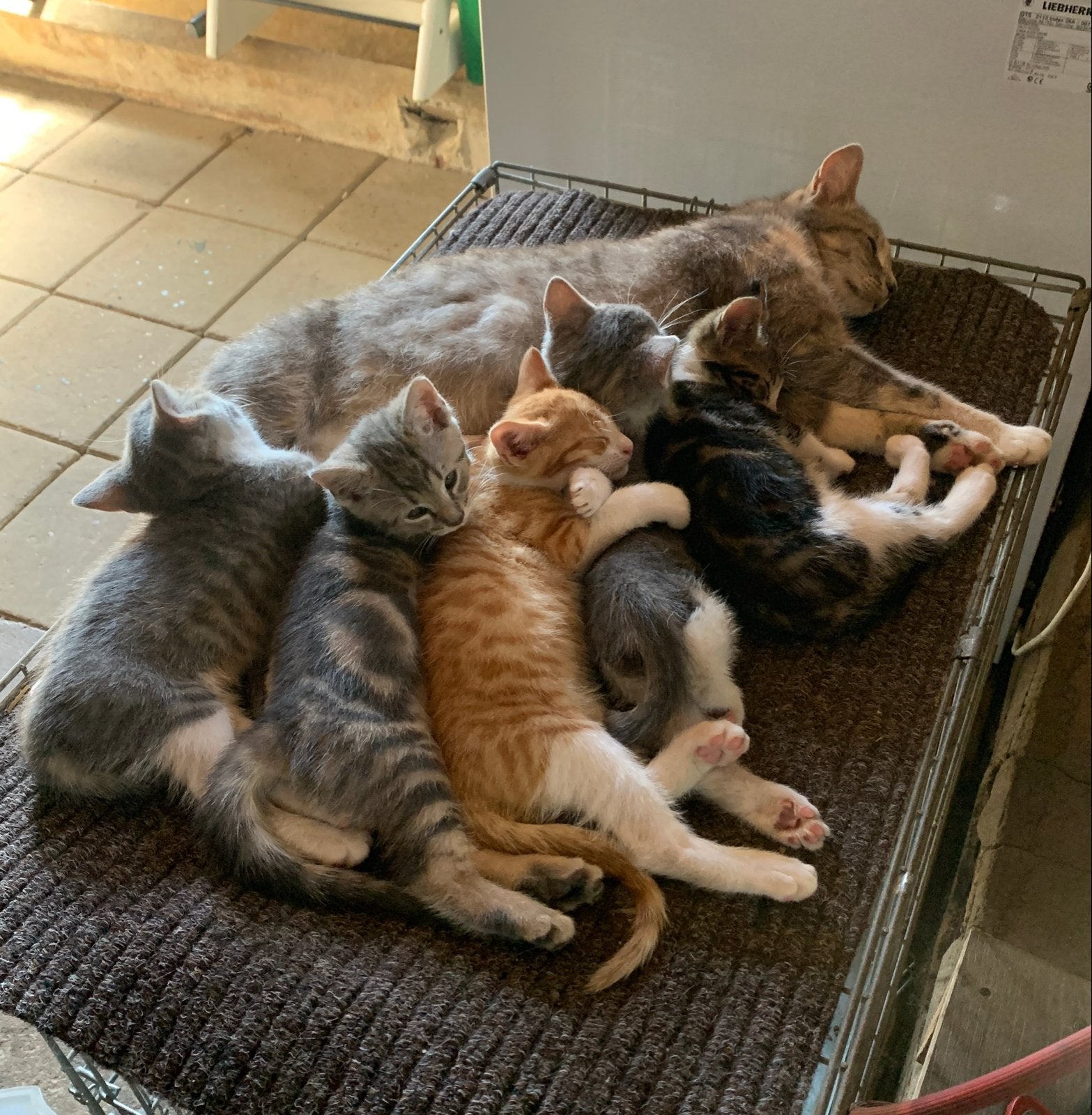 Lieve kittens te koop, Meerdere dieren, Kortharig, 0 tot 2 jaar