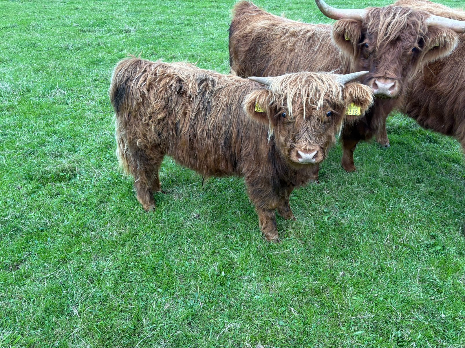 Schotsehooglander stiertje, Dieren en Toebehoren, Mannelijk, 0 tot 2 jaar