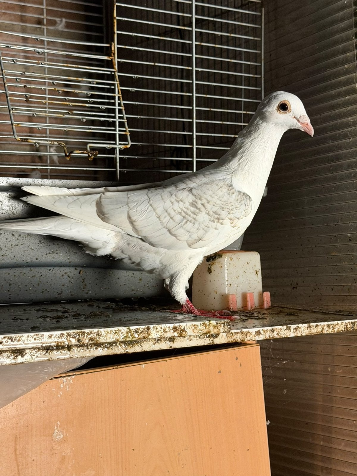 Duiven, Dieren en Toebehoren, Mannelijk, Overige soorten