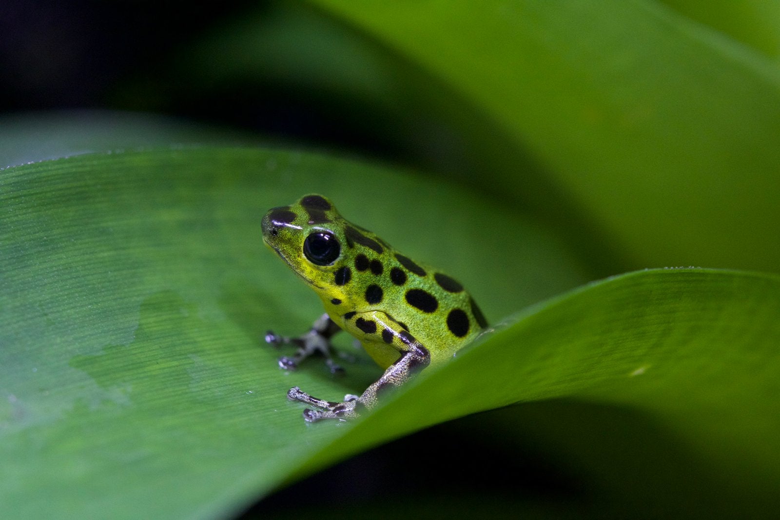 Oophaga Pumilio Colon, Dieren en Toebehoren, Slang, 0 tot 2 jaar