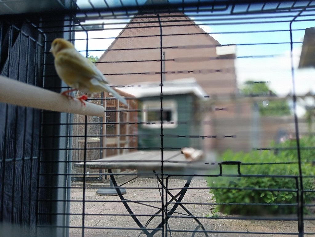 Gevonden kanarie, Dieren en Toebehoren, Vogels | Kanaries, Mannelijk, Zangkanarie
