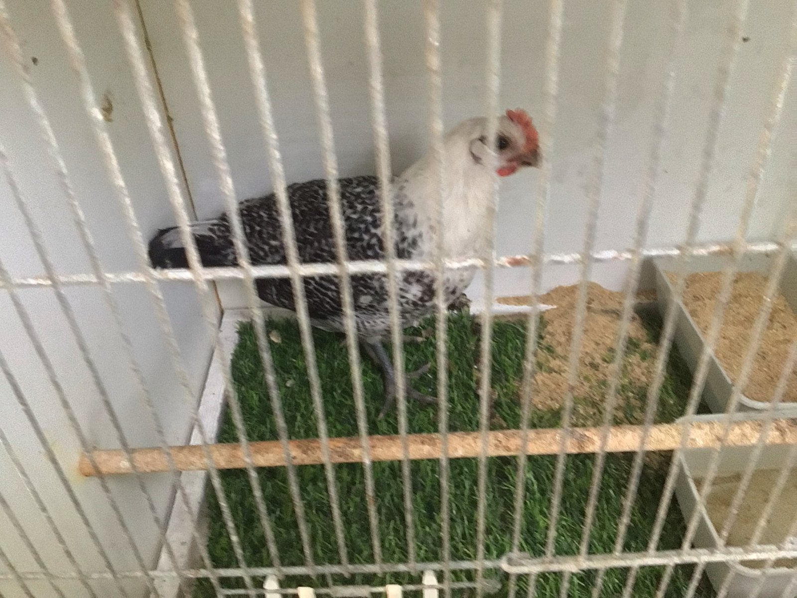 Jonge hanen Groninger meeuw gratis af te halen, Dieren en Toebehoren, Mannelijk, Kip
