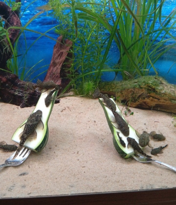ancistrus algeneters, Vis, Zoetwatervis