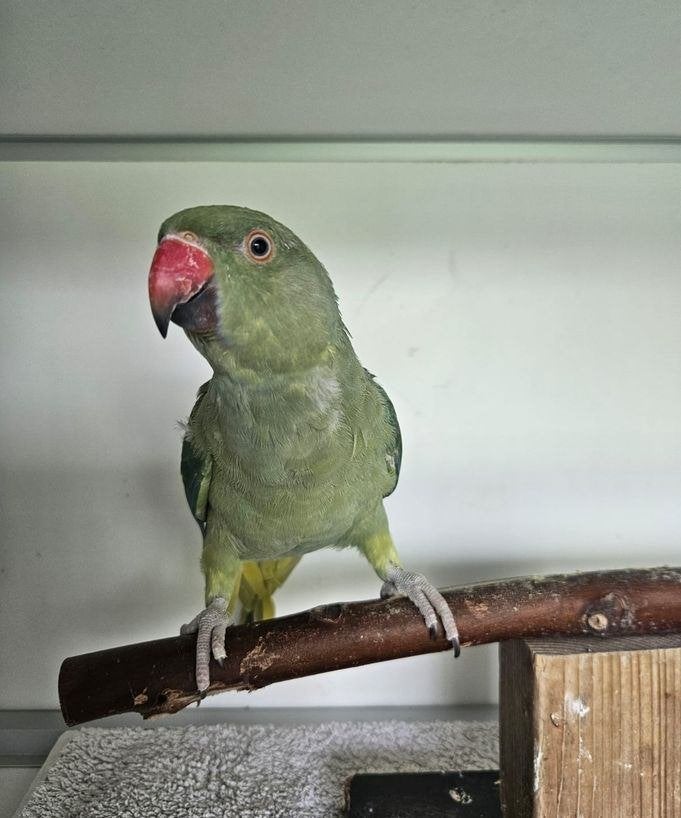 Ceylon zoekt een huisje! (Halsbandparkiet), Geslacht onbekend, Parkiet, Geringd