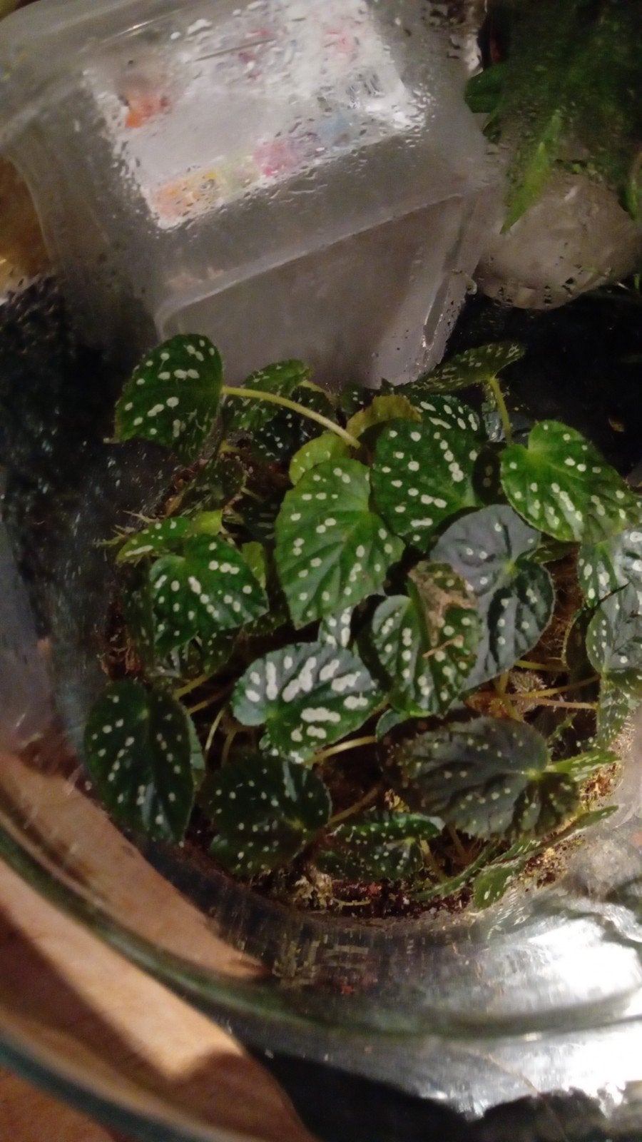 Begonia China blad stekje!, Ophalen of Verzenden, Halfschaduw, Minder dan 100 cm