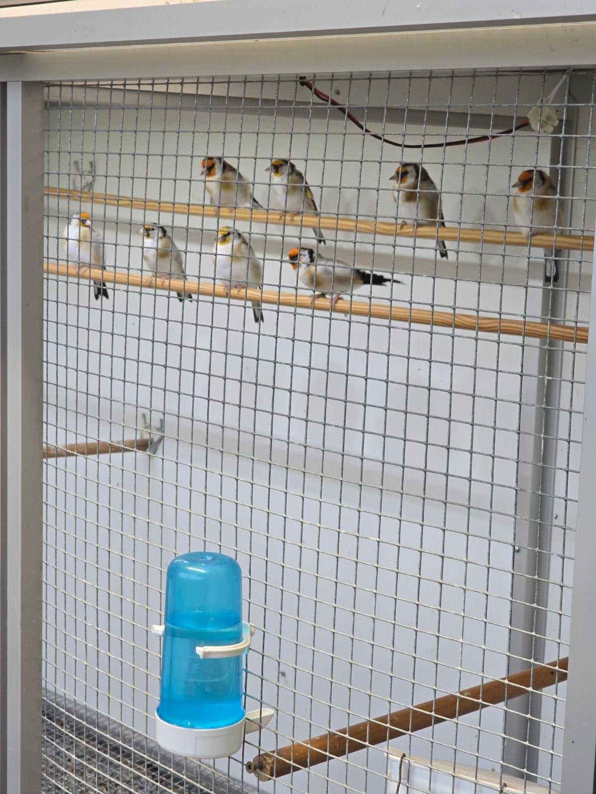 Major putters juni 2026 correct geringd, Dieren en Toebehoren, Meerdere dieren, Wildzangvogel, Geringd
