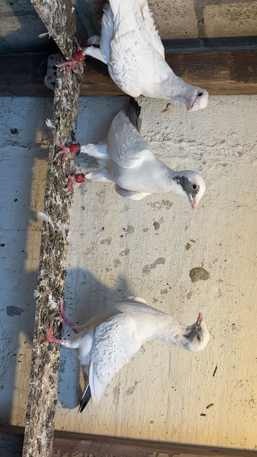 250, Meerdere dieren, Postduif