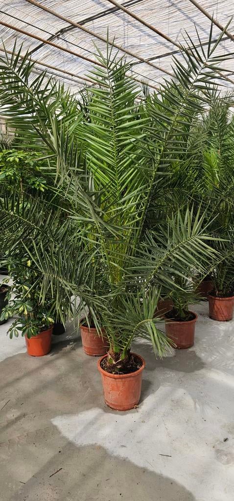 Phoenix canariensis 180/200cm, Volle zon, Vaste plant, Bloeit niet, Ophalen