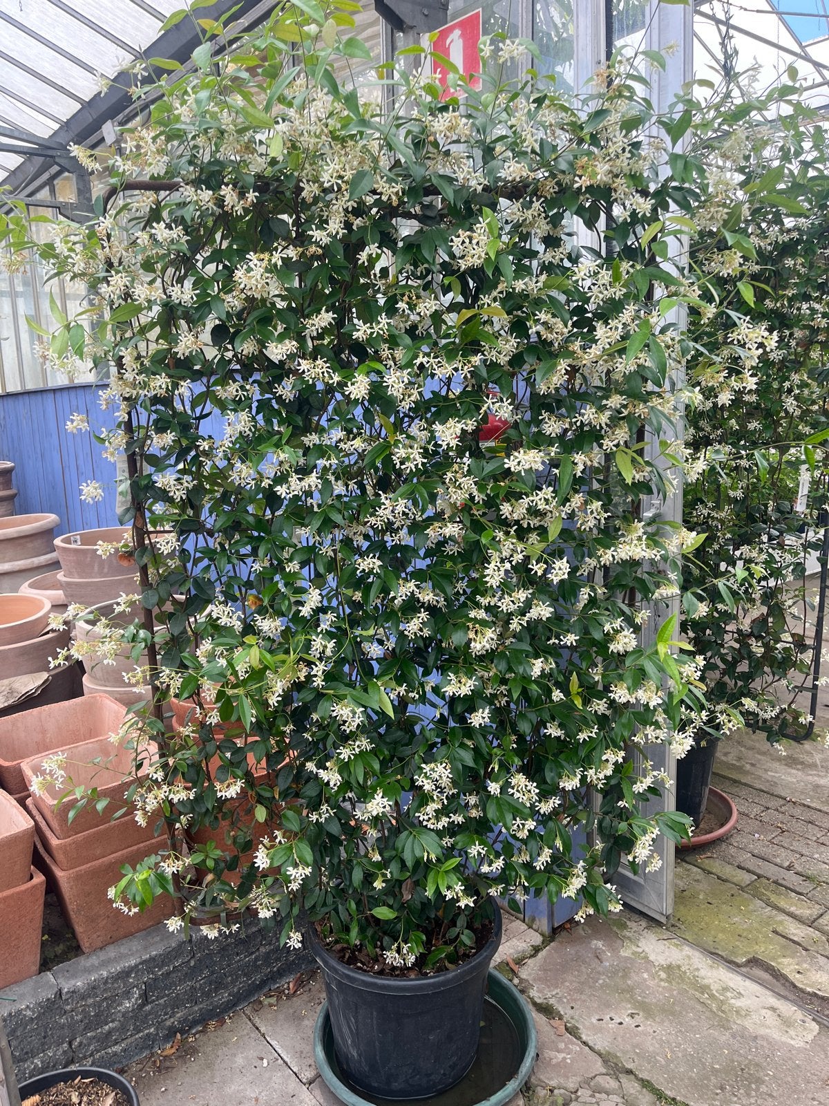 Toscaanse Jasmijn op frame in pot - Sterjasmijn, Volle zon, Vaste plant, Ophalen of Verzenden, Klimplanten