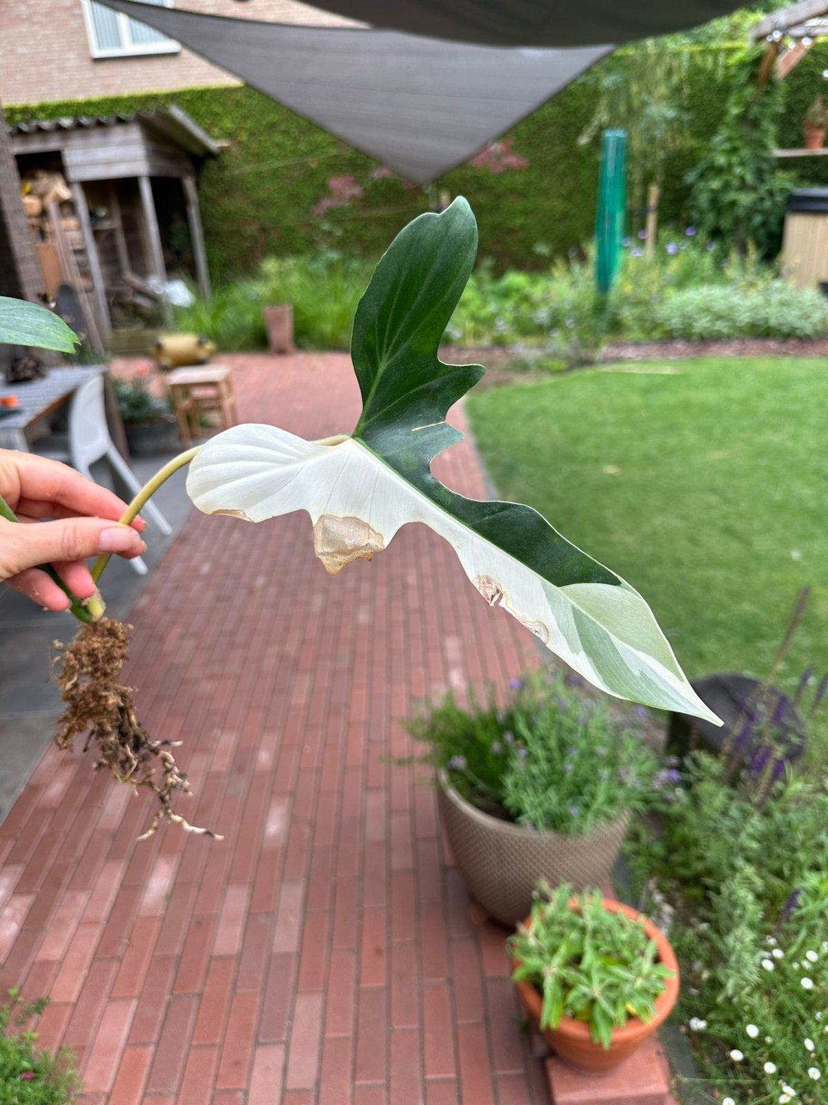 Cutting Philodendron golden dragon variegated, Huis en Inrichting, Kamerplanten, Verzenden, Halfschaduw, Minder dan 100 cm