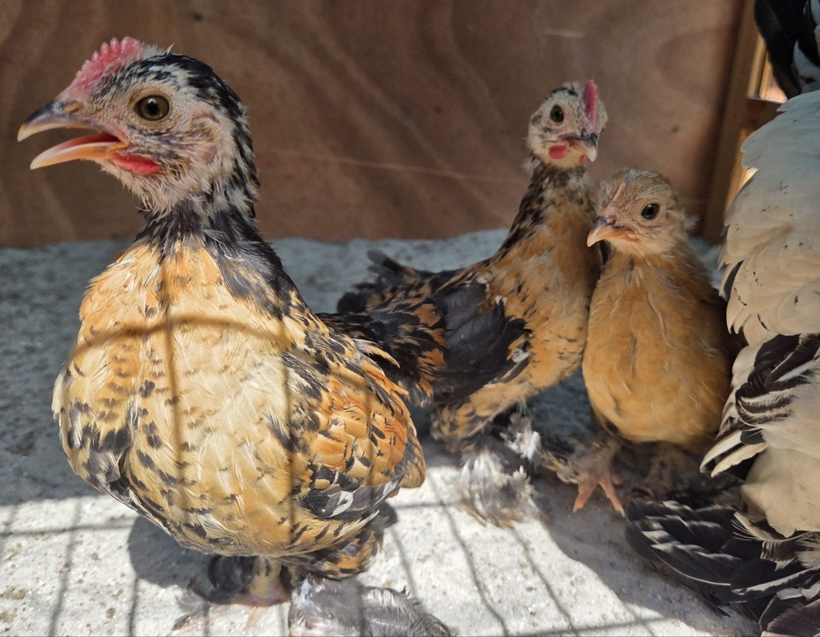 Sabelpoot krielkuikens, Meerdere dieren, Kip
