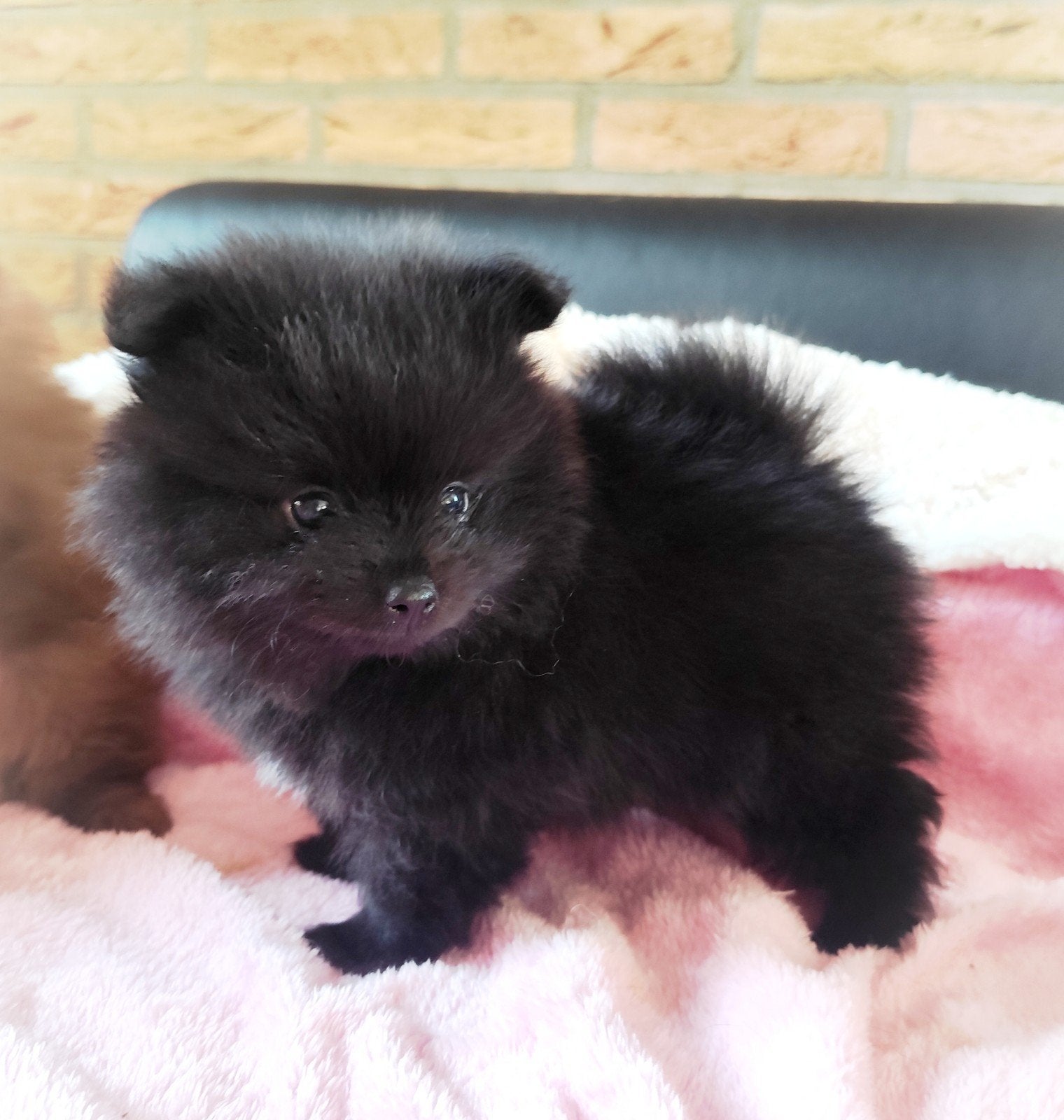 Nog 2 mega schattige mini pomeranian bearface puppys!, Dieren en Toebehoren, Keeshond, Reu, 8 tot 15 weken, Meerdere