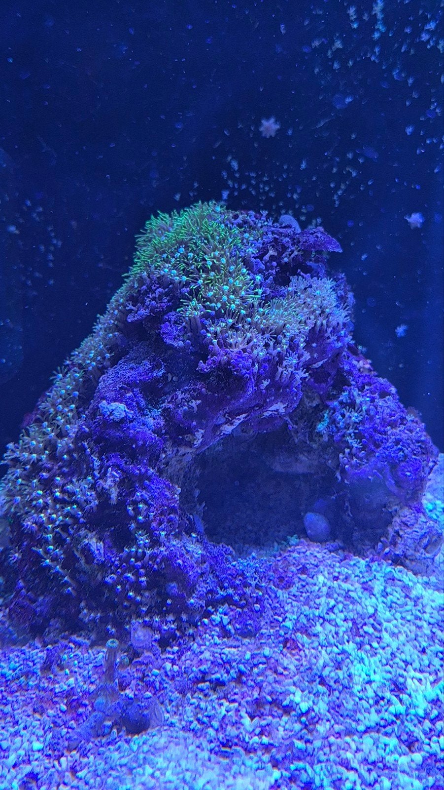 Zeeaquarium Keramische Grot met GSP, Dieren en Toebehoren, Vissen | Aquariumvissen, Overige typen, Zoutwatervis