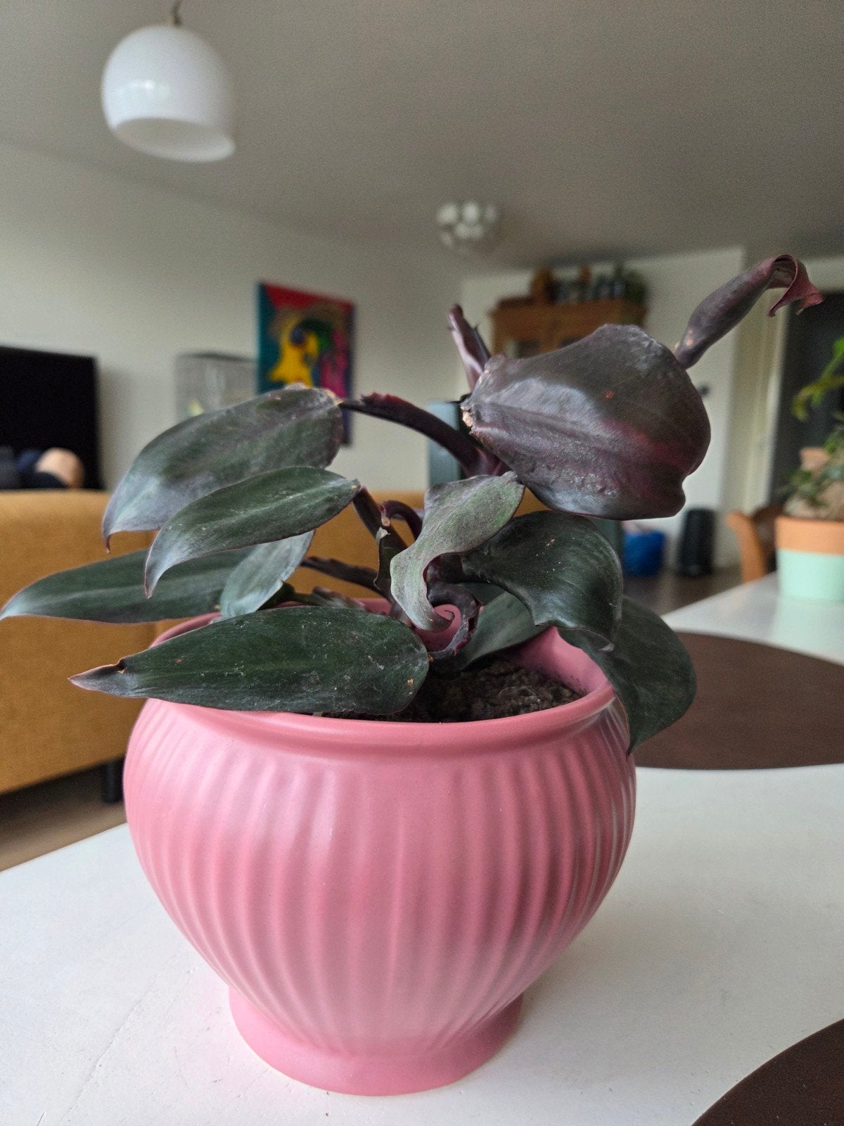 Mooie kamerplant in roze pot, Ophalen, Halfschaduw, Minder dan 100 cm