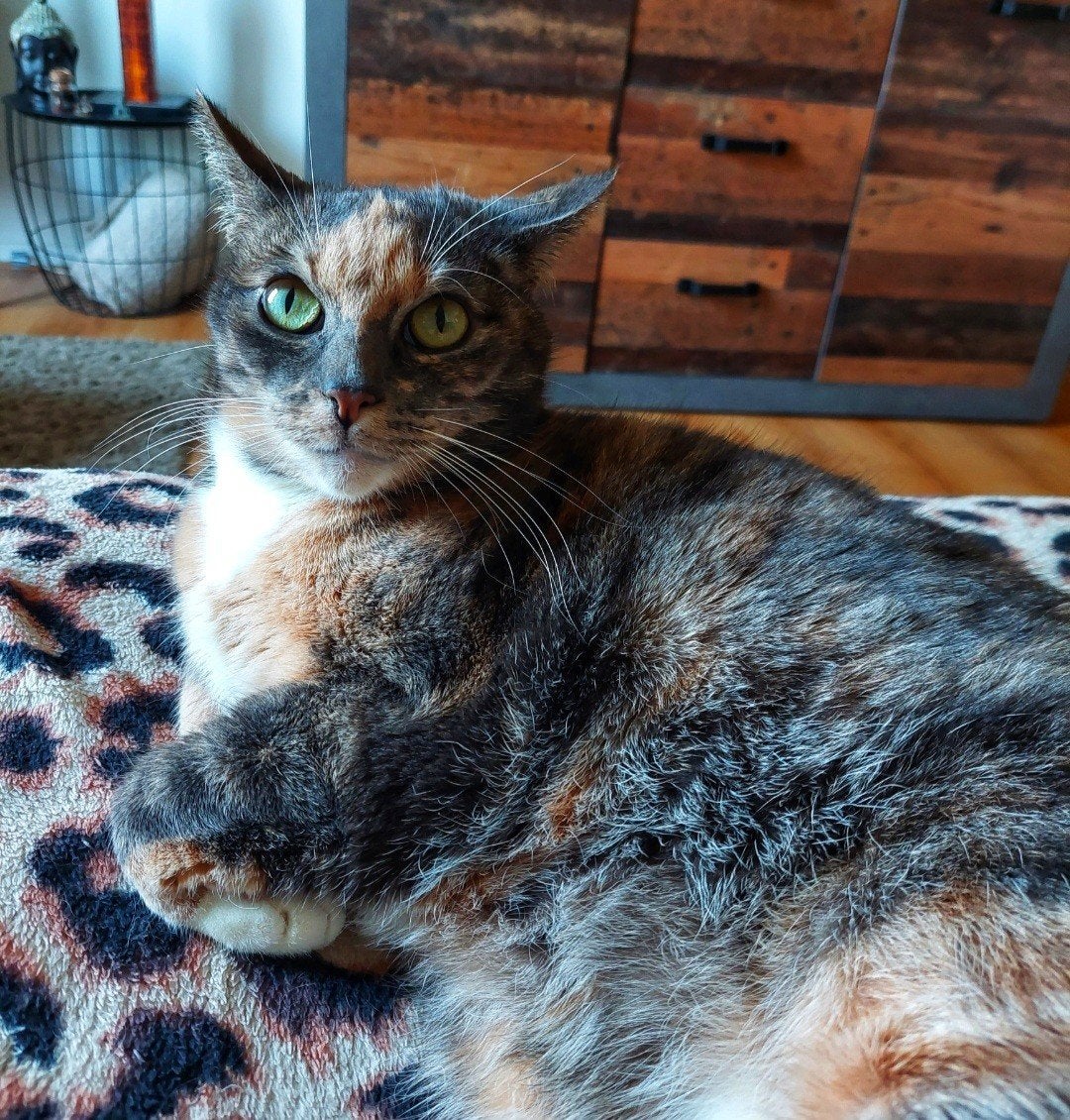 Liefdevol huis zoeken, Dieren en Toebehoren, Poes, Kortharig