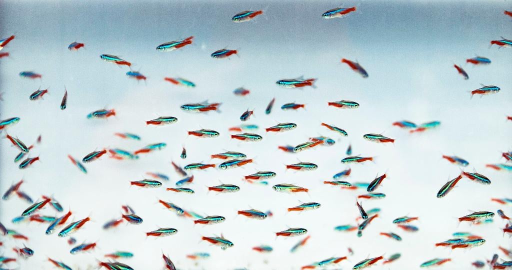 Neon Tetra - Leuke scholenvis voor het tropisch aquarium, Dieren en Toebehoren, Vissen | Aquariumvissen, Vis, Zoetwatervis, Schoolvis