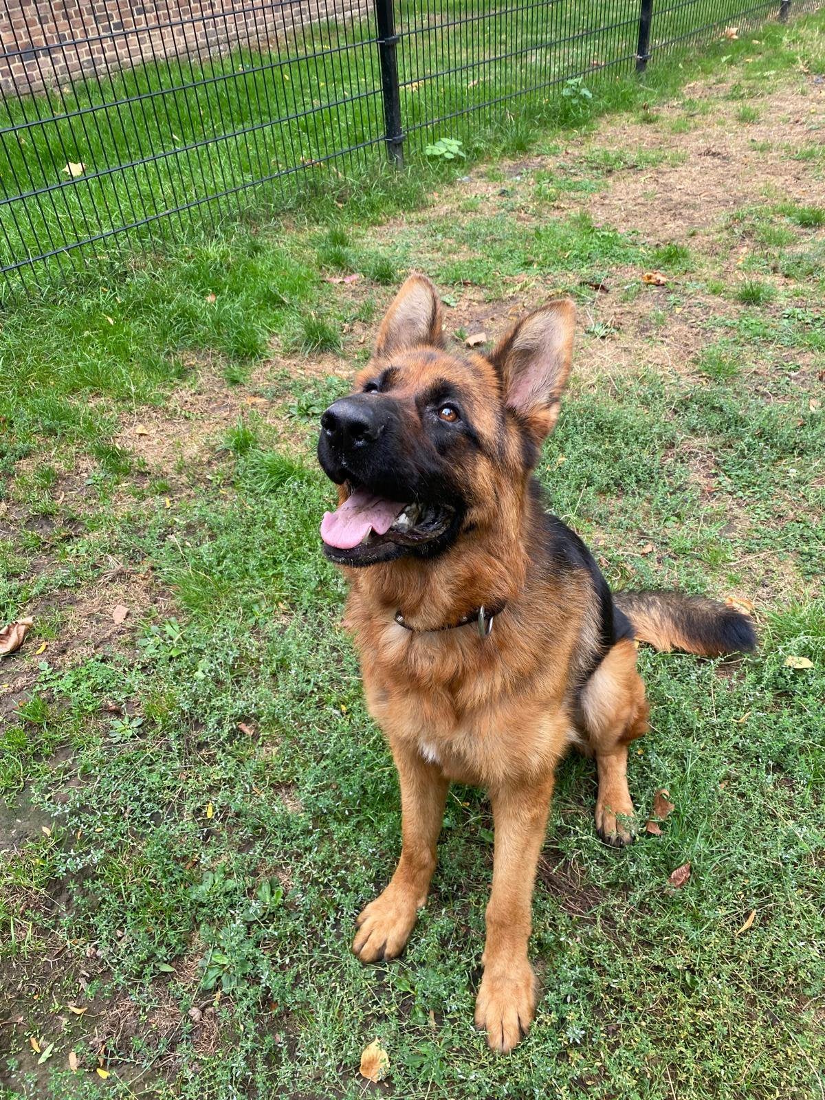 Duitse Herder 1,5 jaar, Dieren en Toebehoren, Reu, 1 tot 2 jaar, Eén hond, CDV (hondenziekte)