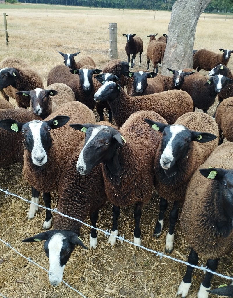 Zwartbles lammeren ooien en rammen, Meerdere dieren, Schaap, 0 tot 2 jaar