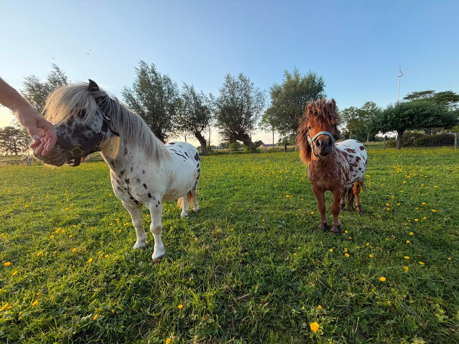 Gezocht 2 stallen voor mini-pony’s., Stalling, 2 of 3 paarden of pony's