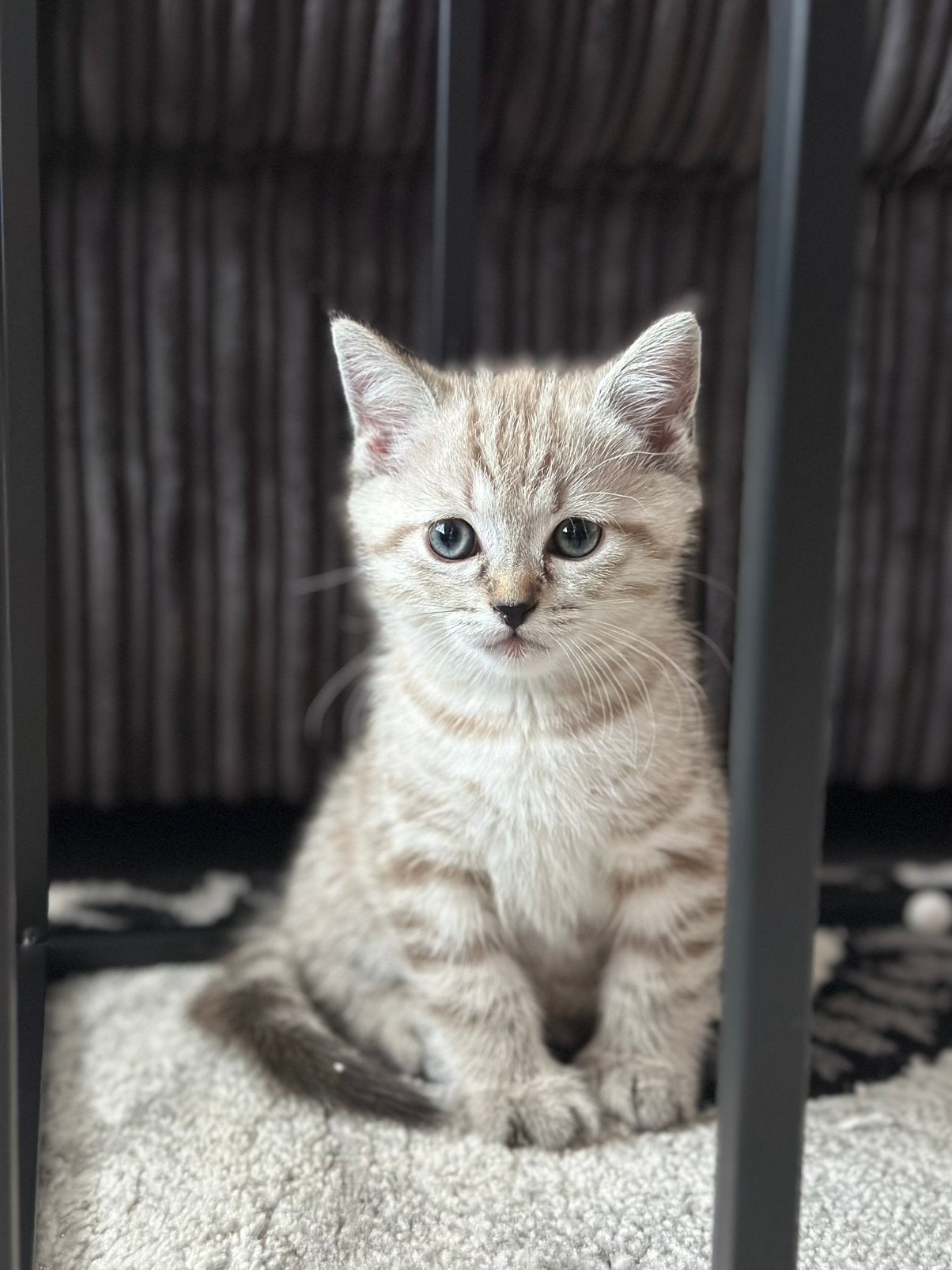 Ragdoll X Brits korthaar kitten (kater), Kater