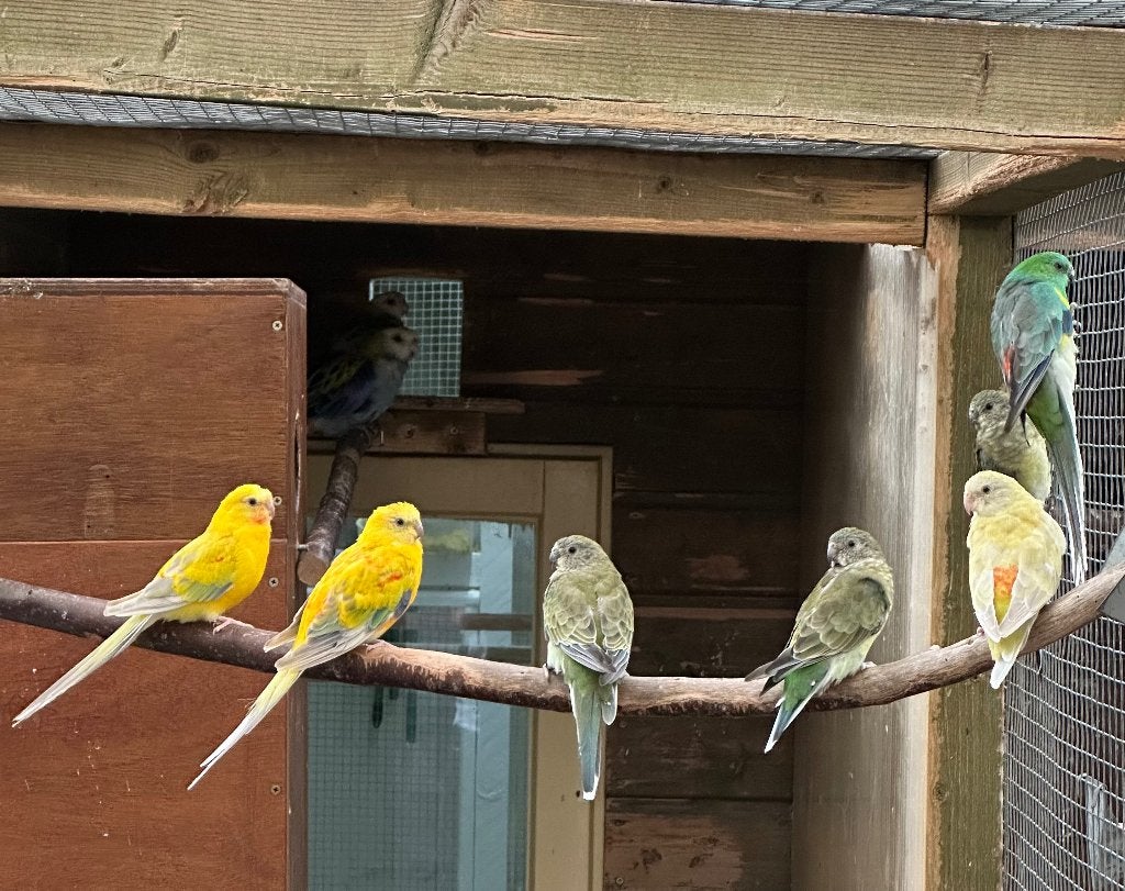 Roodrug parkieten poppen, Dieren en Toebehoren, Vogels | Parkieten en Papegaaien, Meerdere dieren, Parkiet