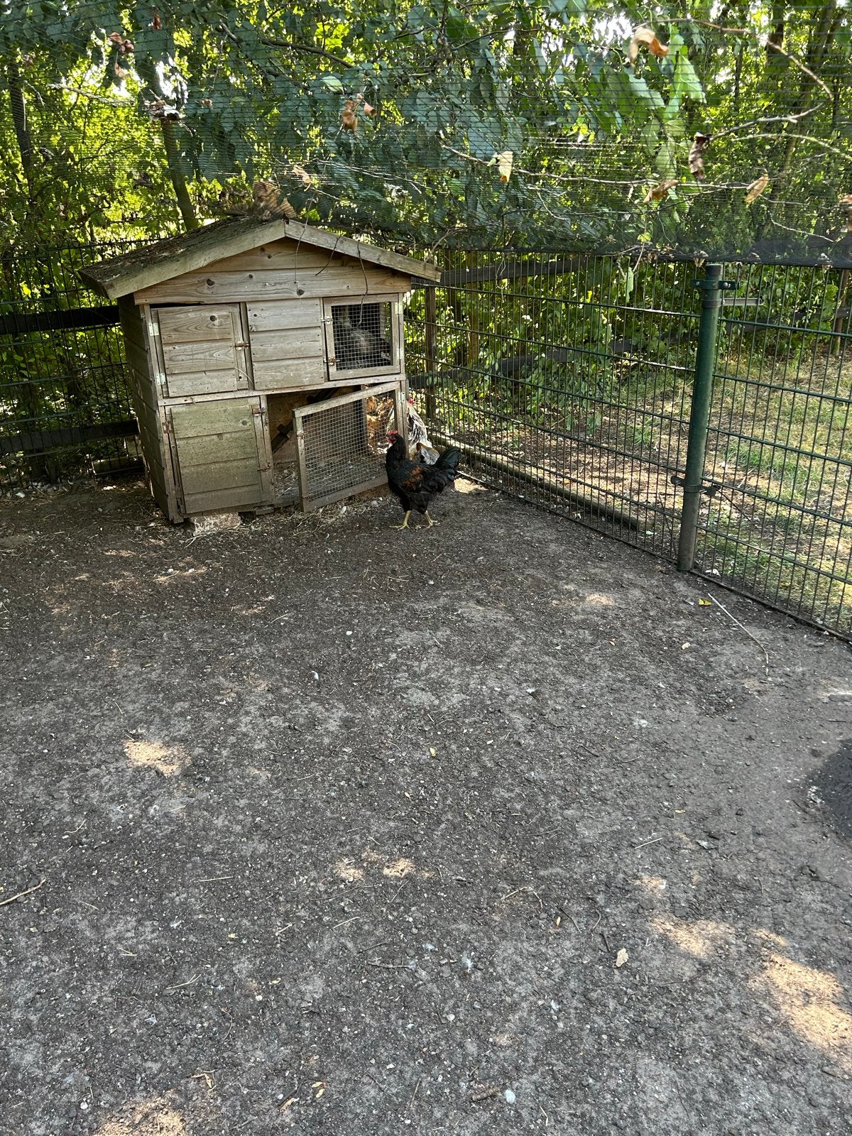 Mooie haan, Dieren en Toebehoren, Pluimvee, Mannelijk, Kip
