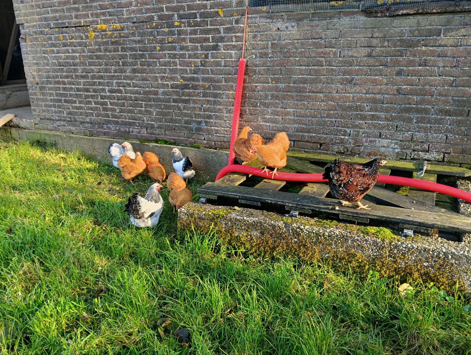 wyandotte hennen, Dieren en Toebehoren