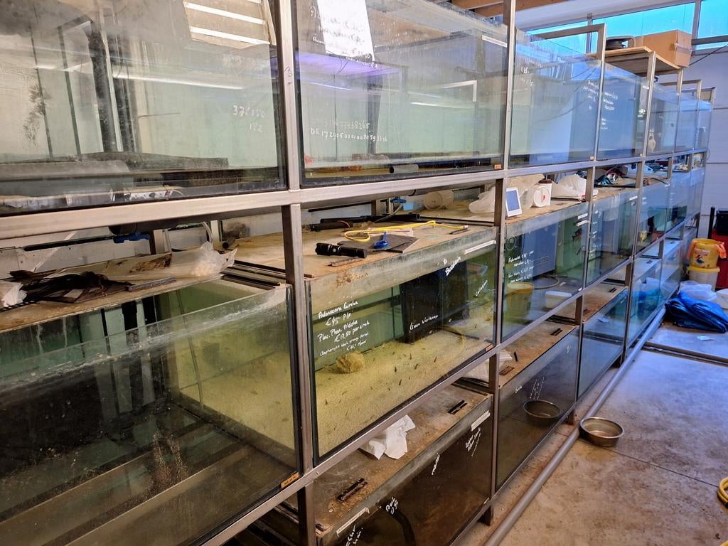 Diverse kweekstellingen te koop - Ideaal voor aquaria, Ophalen, Gebruikt, Overige typen