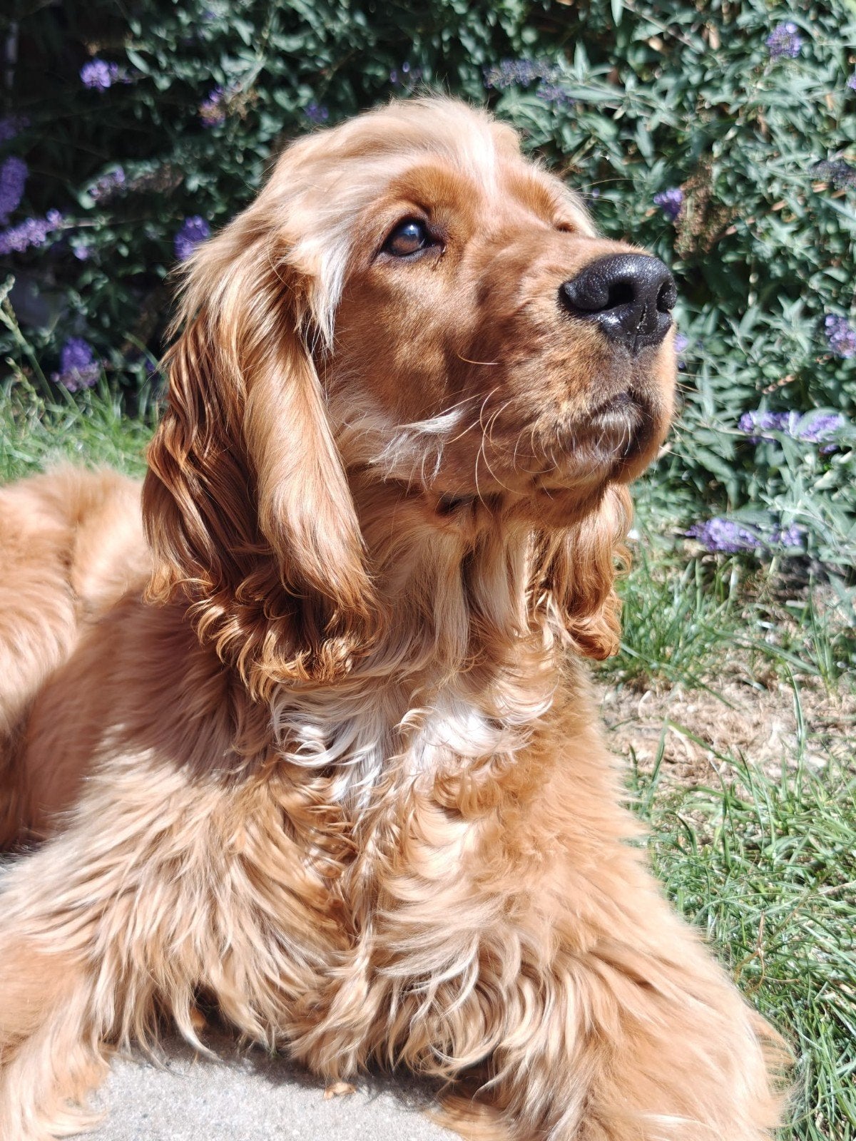 Prachtige cocker spaniel dekreu, Dieren en Toebehoren, Honden | Dekreuen, Reu, 1 tot 2 jaar, Parvo, Eén hond