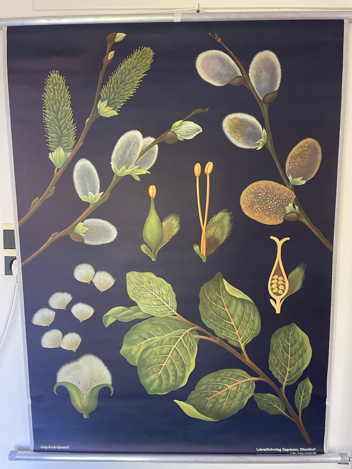 Schoolplaat - Wilg (Salix) door Jung-Koch-Quentell, Ophalen of Verzenden, Natuur en Biologie