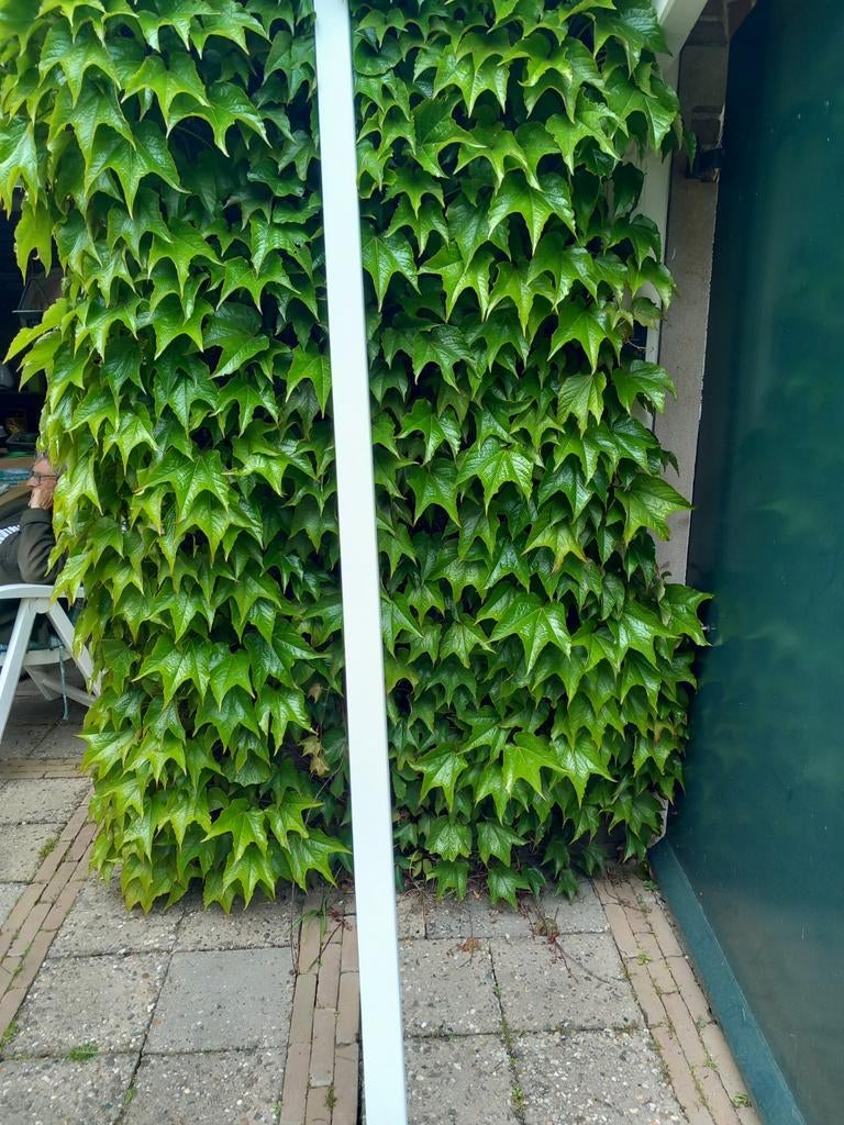 Witte hoeklat 240cm x 20 x 67, Ophalen, Minder dan 25 mm, Overige typen, Nieuw