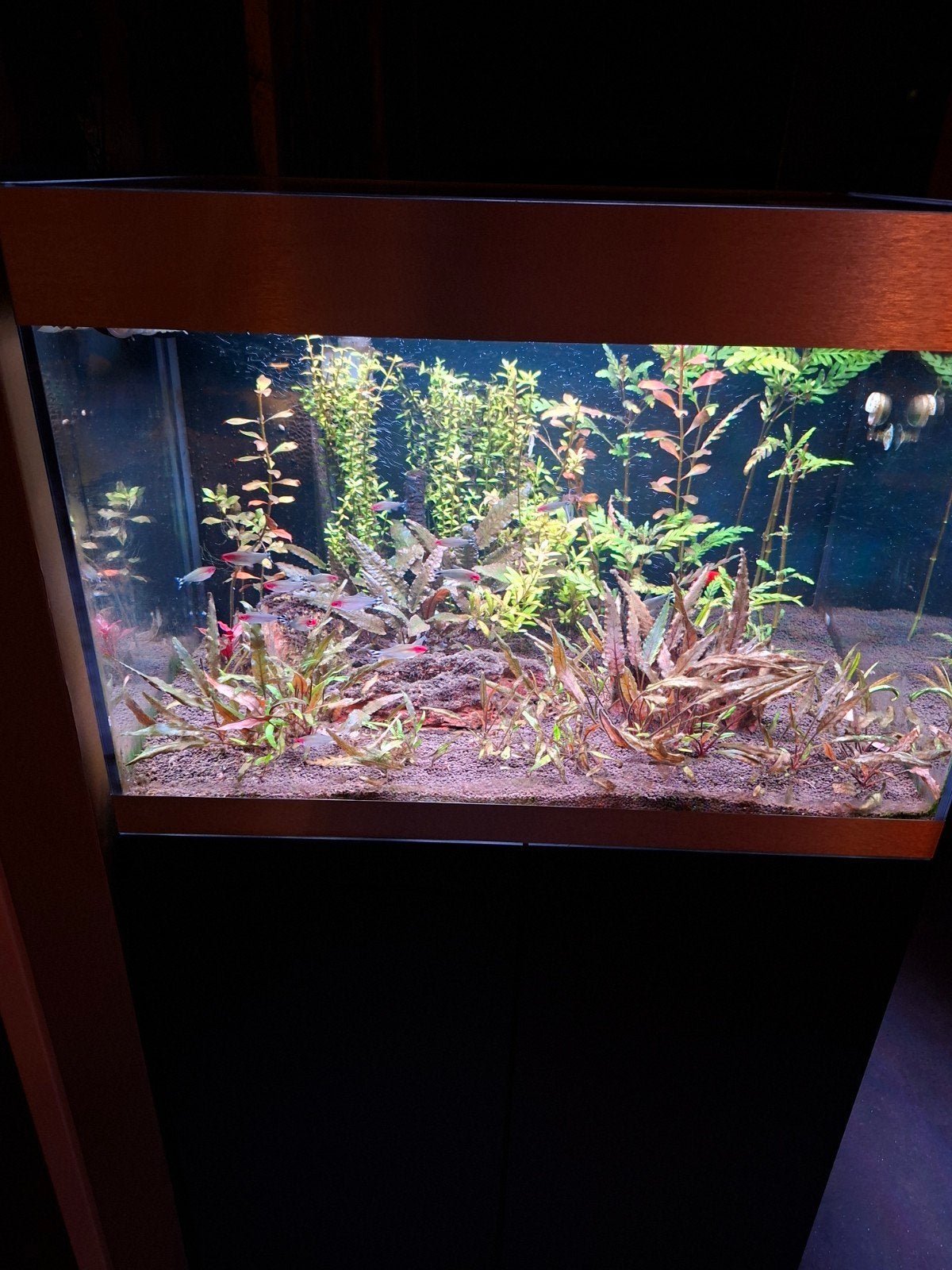 oase aquarium, Ophalen of Verzenden, Inclusief toebehoren, Zo goed als nieuw