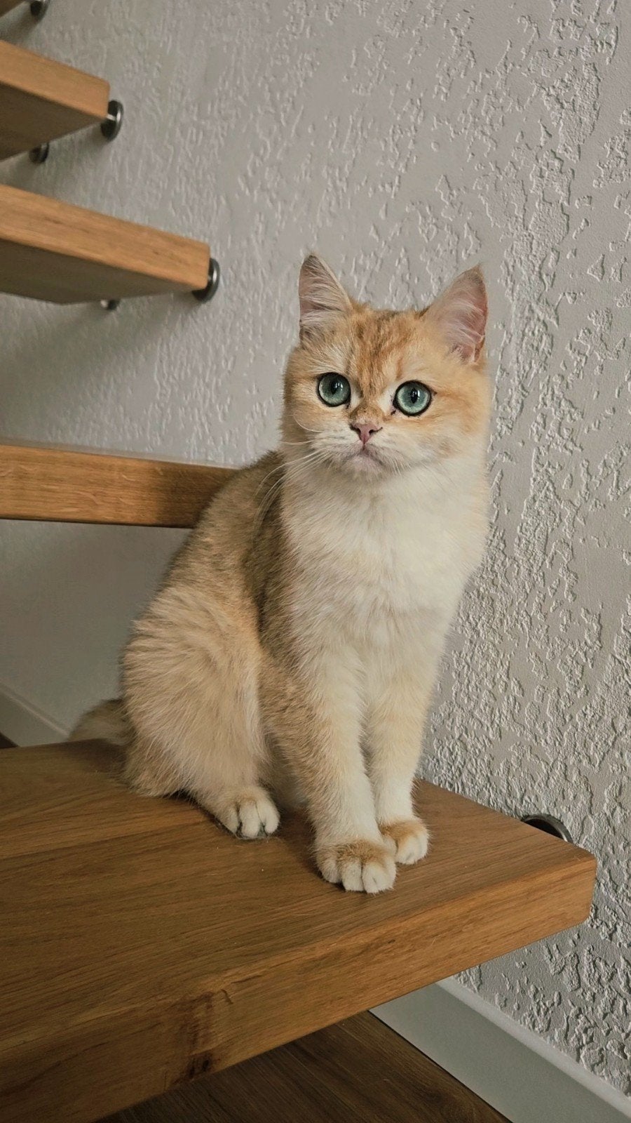 British Shorthair poes Black Golden Shell(NY12), Dieren en Toebehoren, Poes, Met stamboom, 0 tot 2 jaar