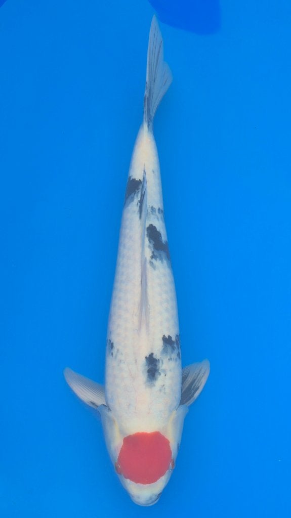 Te koop Tancho Showa, Karper of Koi
