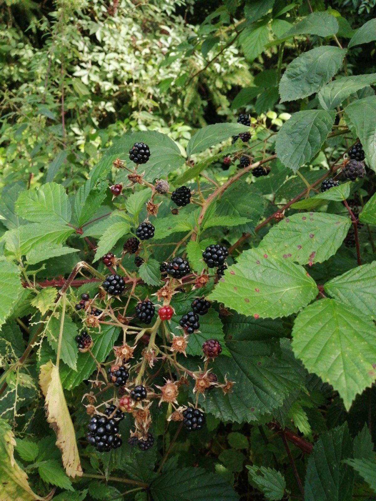 Bramenjam en bramen-/vlierbessenjam, Ophalen of Verzenden, Nieuw