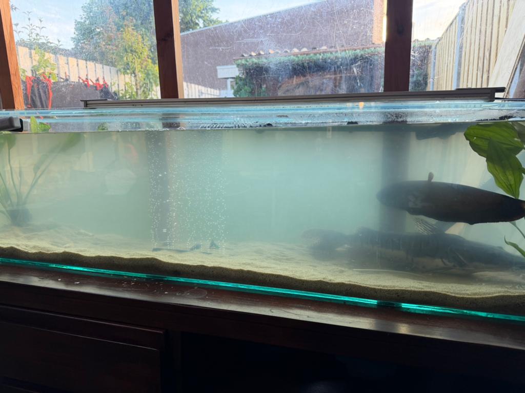 groot aquarium, Vis, Zoetwatervis