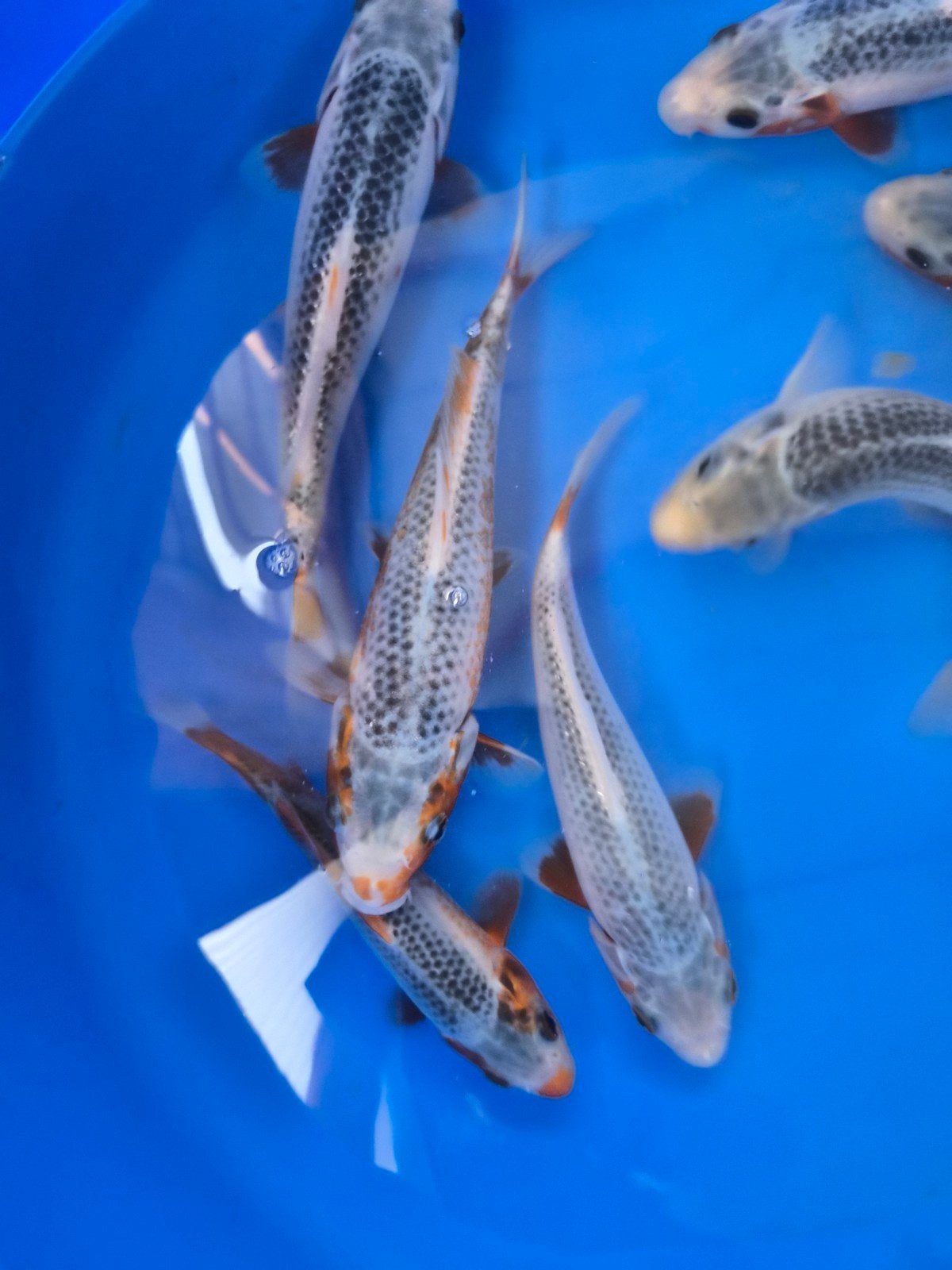 HQ asagi tosai Yamaju, Karper of Koi