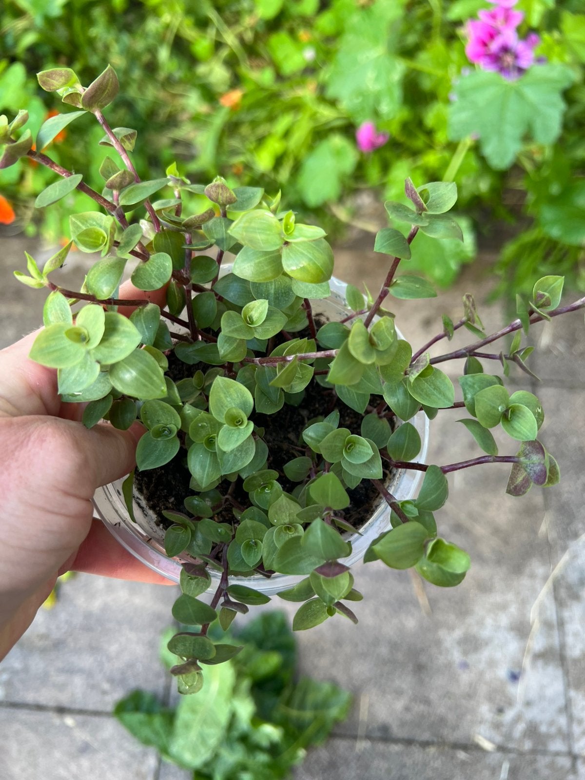 Eetbare landschildpadden plant, Ophalen of Verzenden, Nieuw