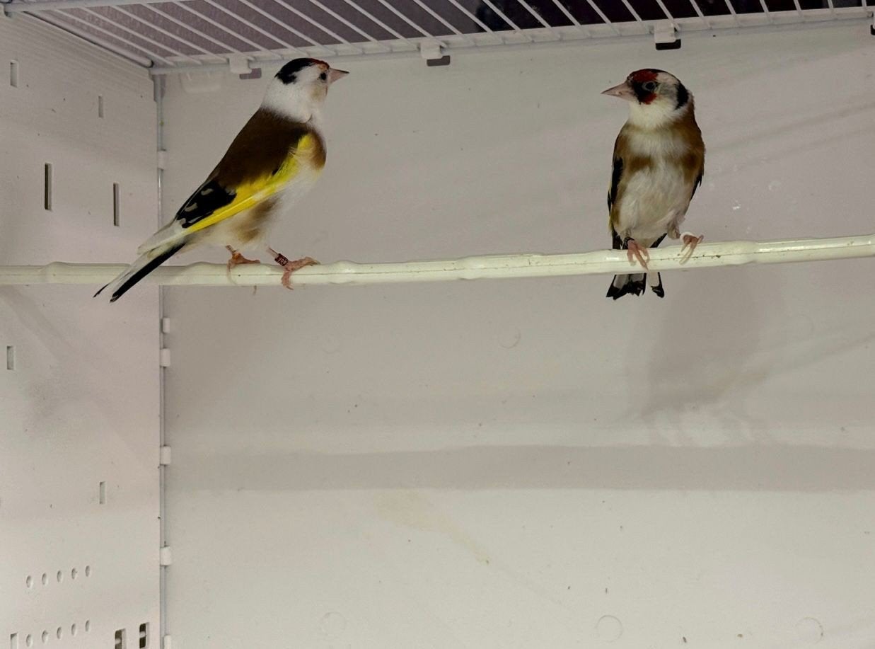 Mooie parva putters geringd 2.5, Dieren en Toebehoren, Vogels | Overige Vogels, Meerdere dieren, Wildzangvogel, Geringd