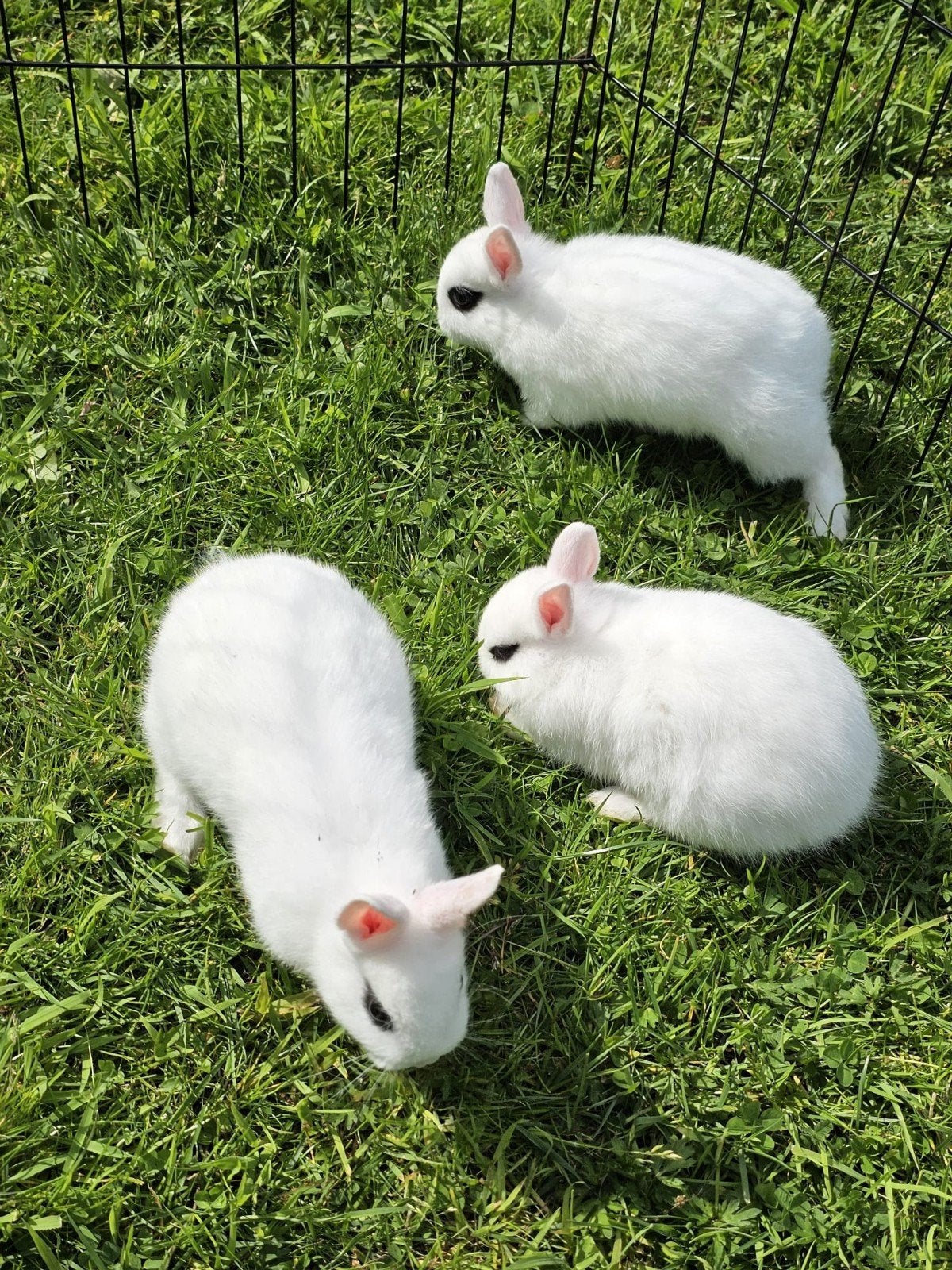Hottot konijntjes te koop, Dieren en Toebehoren, Meerdere dieren